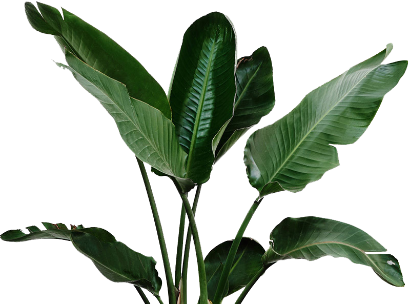 green leaf plant cutout